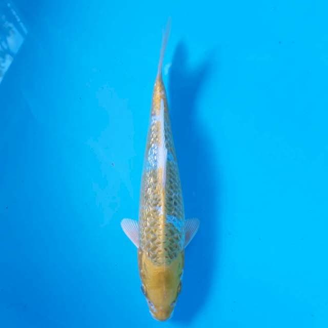 Hariwake Ginrin 22cm