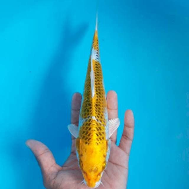 Yellow Kujaku 24cm