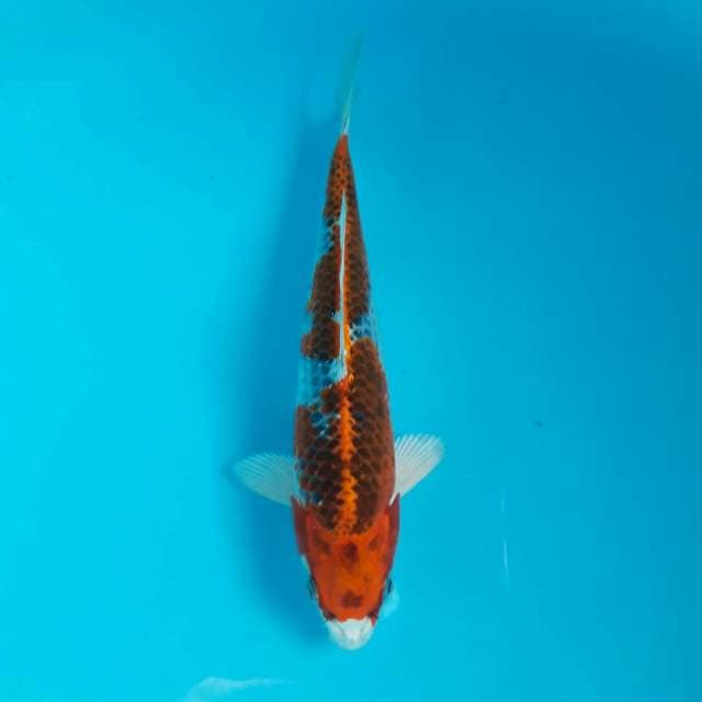 Kujaku 22cm