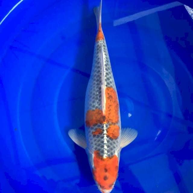 Ghosiki Racing 37cm