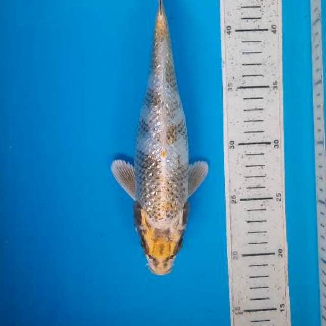 Kin showa 27cm