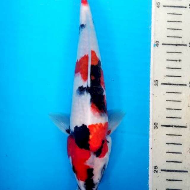 showa male 28 cm