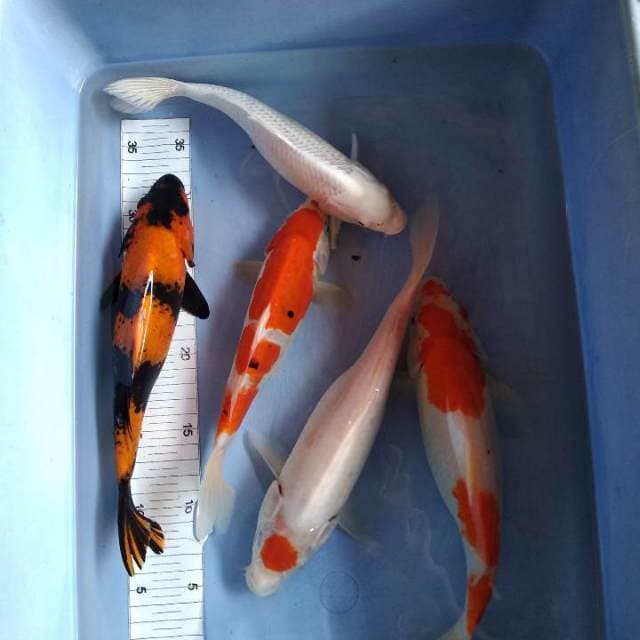Paket mix 5 ekor