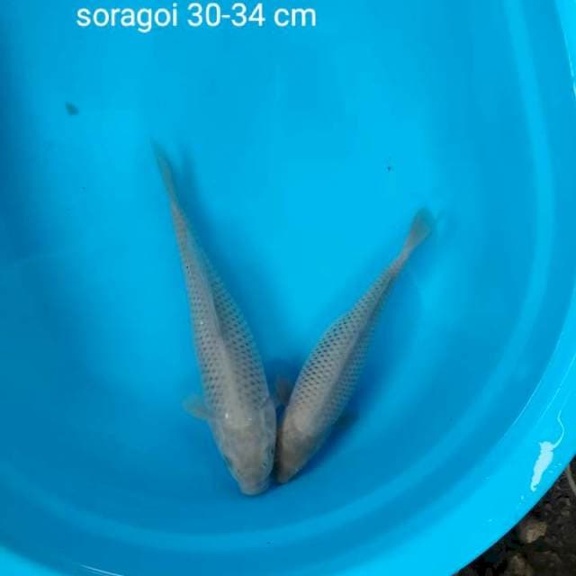 Duo soragoi 30,34 cm