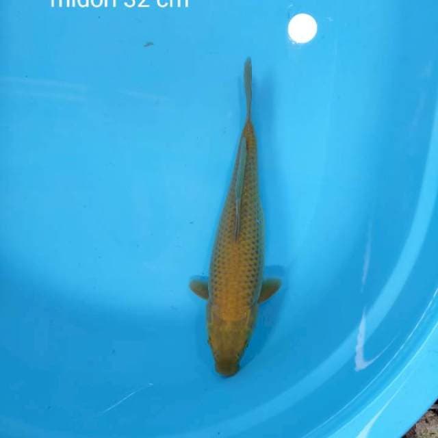 Midori jaring rapi