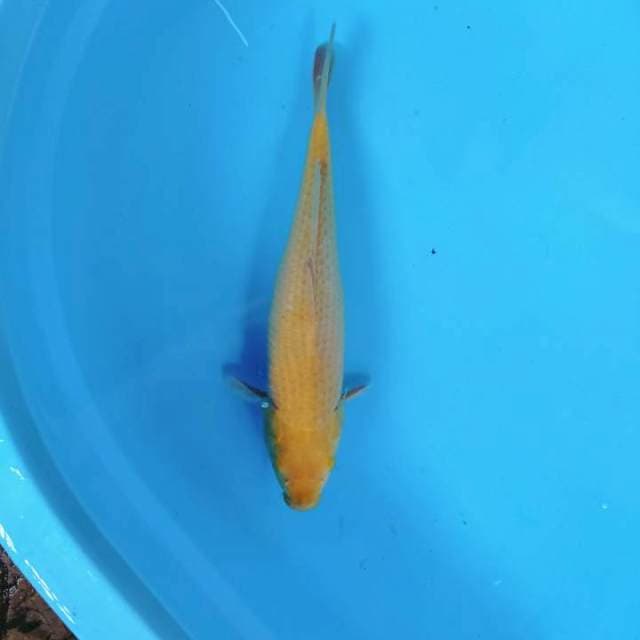 Karasi