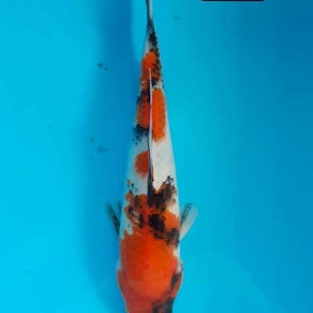 Showa 27 cm 