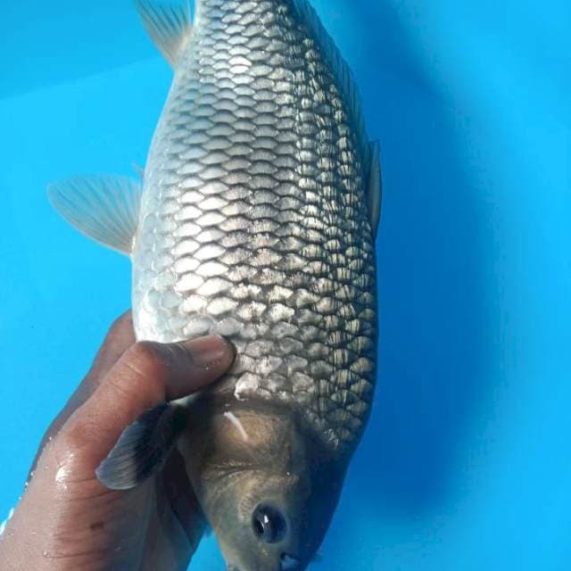 Black soragoi