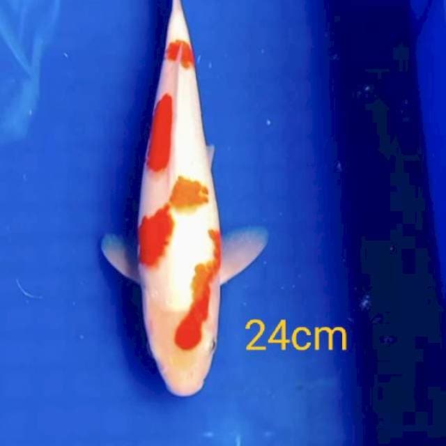 Kohaku