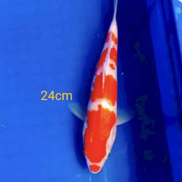 Kohaku