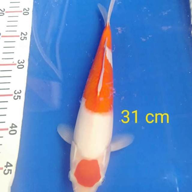 Maruten kohaku