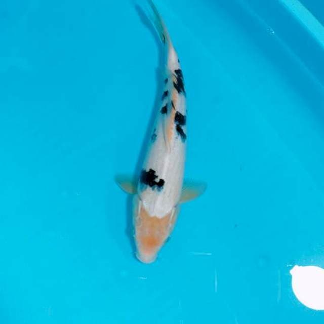 BEKKO, 35CM