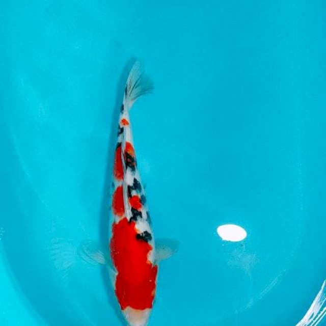 SANKE, 35CM