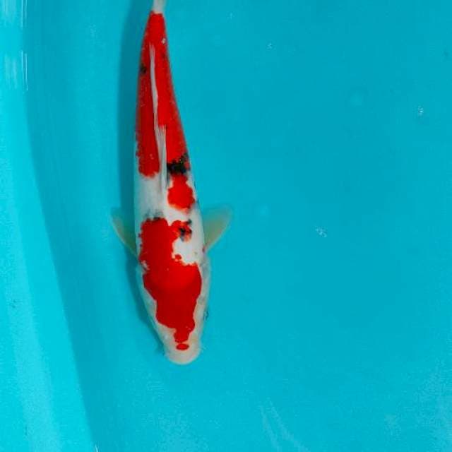 SANKE, 32CM