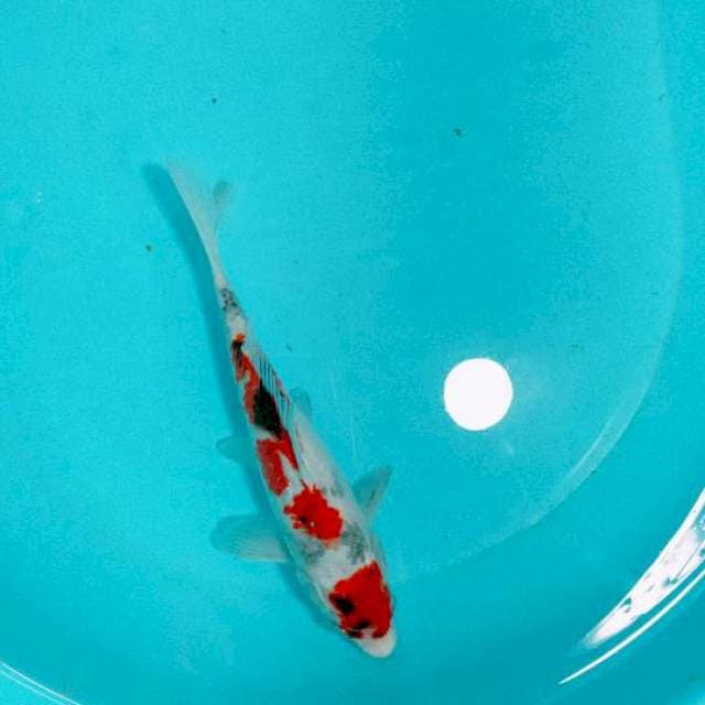 MARUTEN SHOWA, 23CM