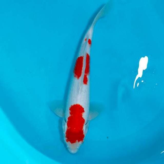 KOHAKU, 36CM