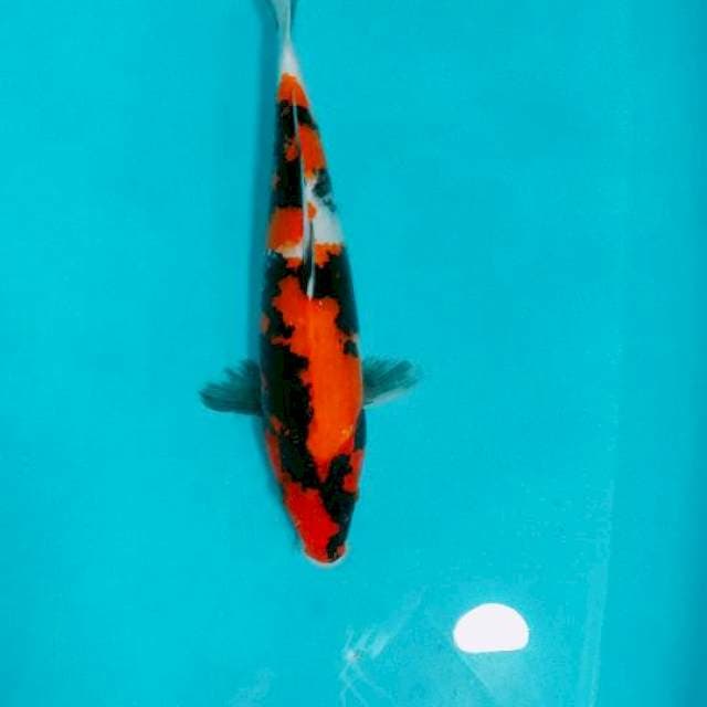 SHOWA, 35CM