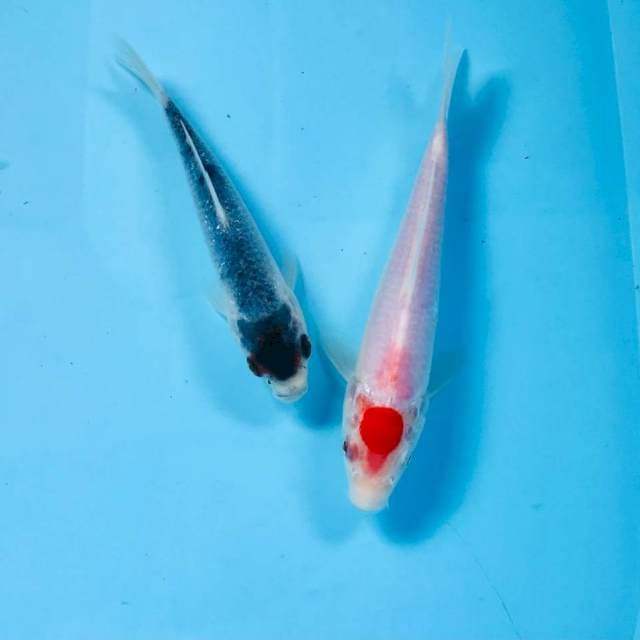 Mix koi, 15BU