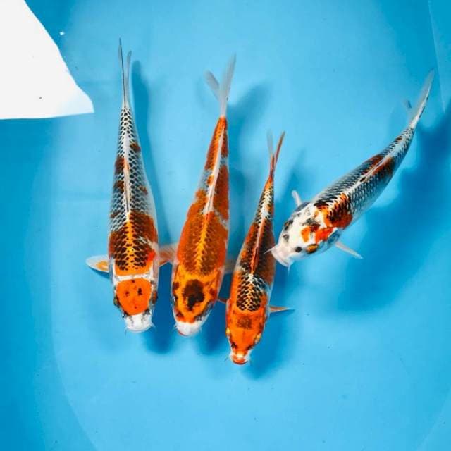 Paket kujaku, 25BU