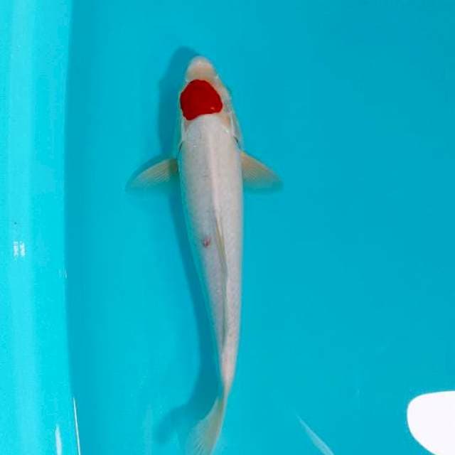 TANCHO KOHAKU ORI, 35CM