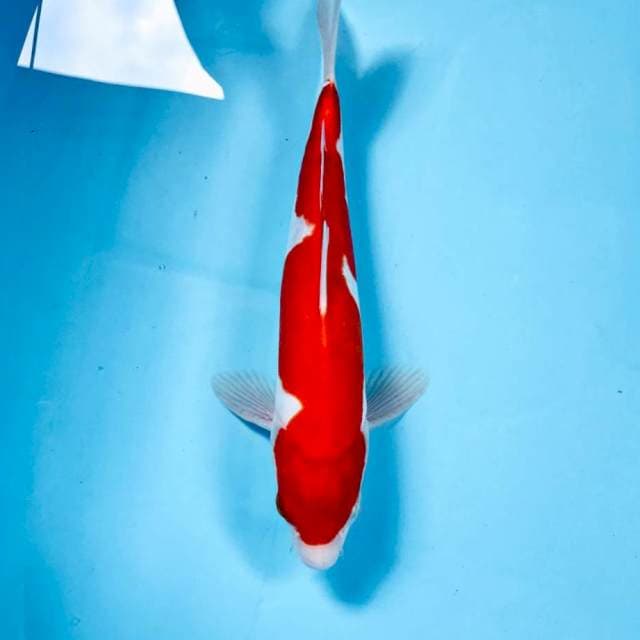 Inazuma doitsu, 26 cm