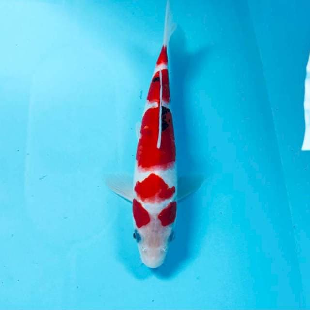 Sanke, 24 cm