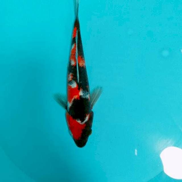 SHOWA, 24CM