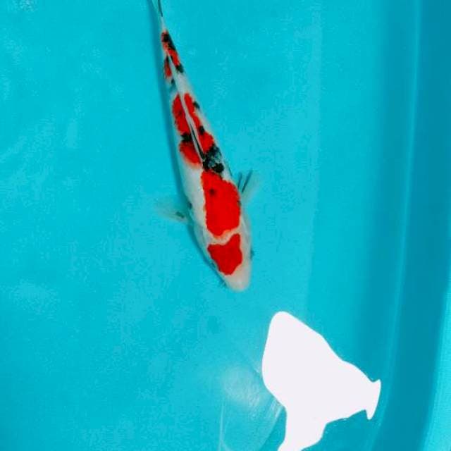SANKE, 25CM