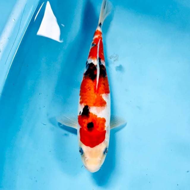 Sanke, 30 cm