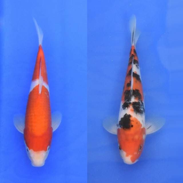 Parade Gosanke Sakai