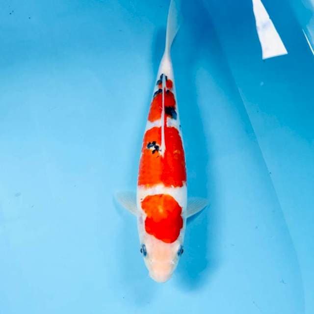 Sanke, 30 cm
