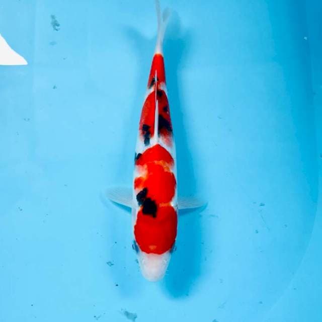 Sanke, 25 cm