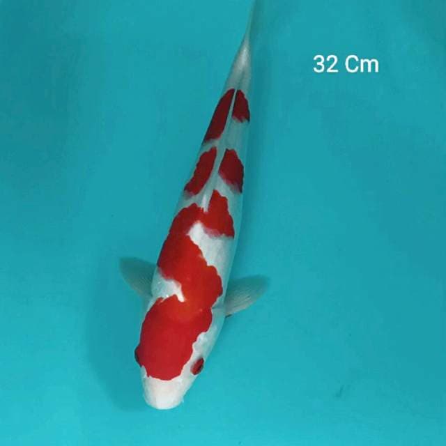Kohaku 32 Cm