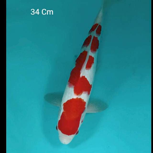Kohaku 34 Cm