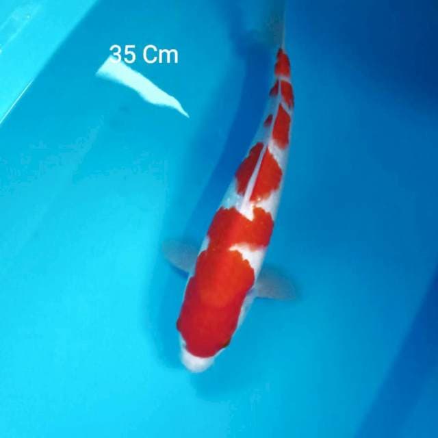 Kohaku 35 Cm