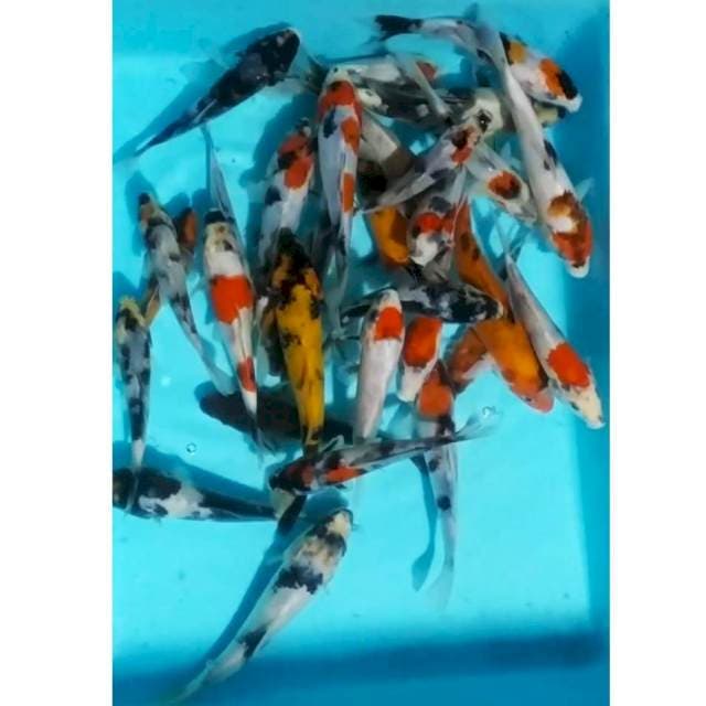 Sowari, 12_15cm, 30ekr