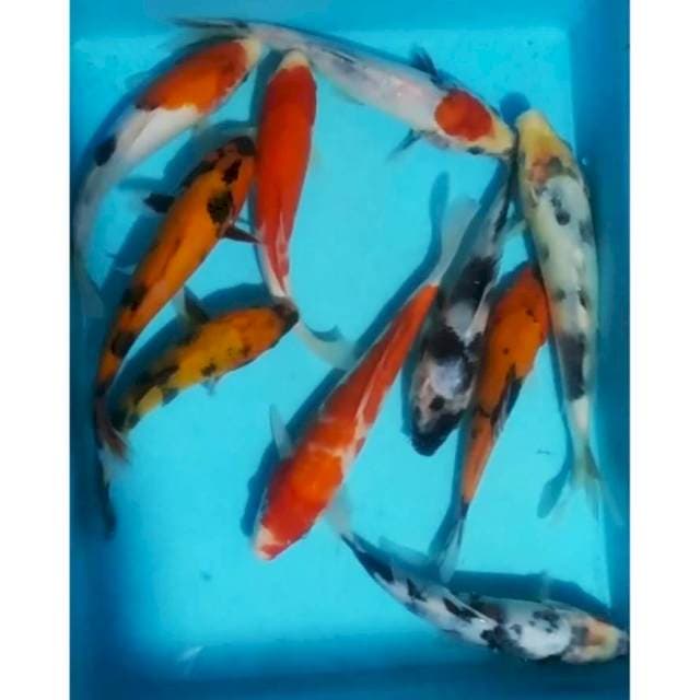 Mix, 20_25cm, 10ekr