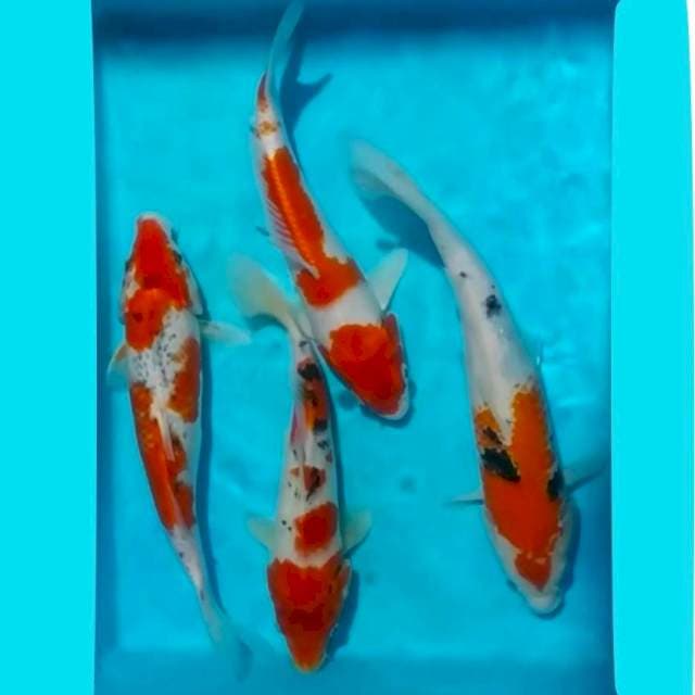 Mix, 26_30cm, 4ekr