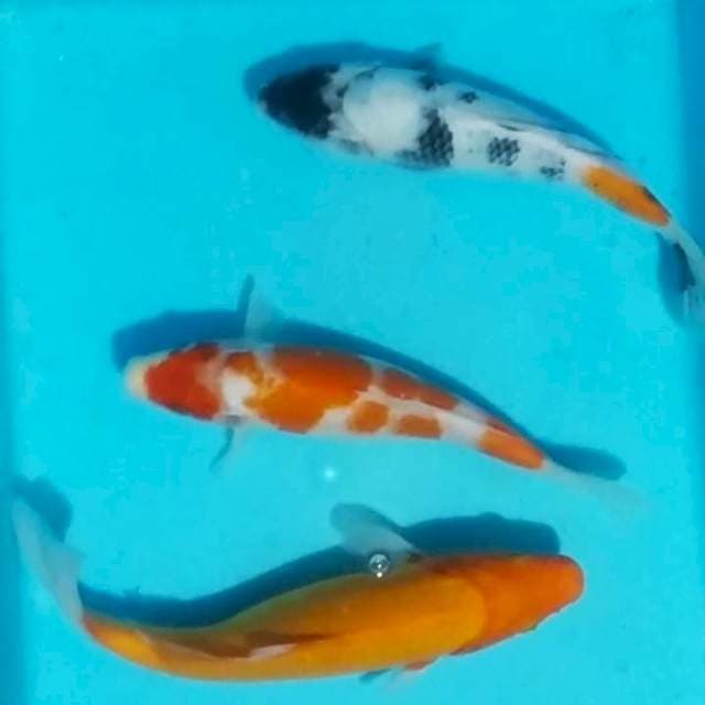 Mix, 25_28cm, 3ekr