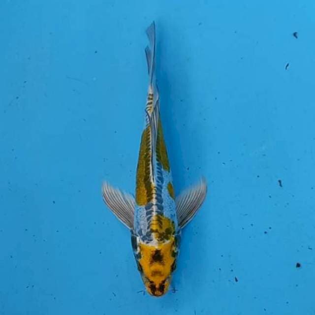 Kumpay kikokuryu M23cm
