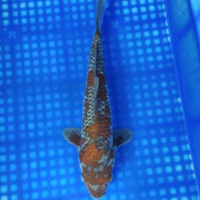 Ochiba 33cm