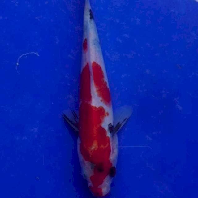 Hisahowa mungil