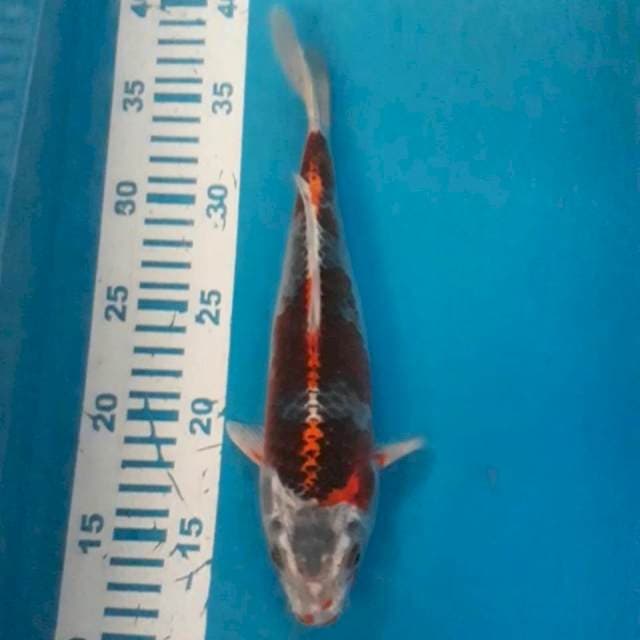 Ginga 26 cm