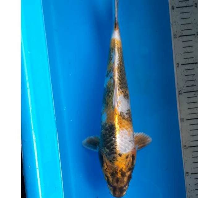 Kin showa 37cm 