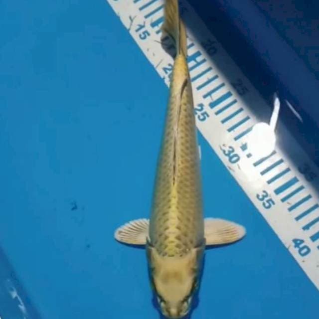 Mukashi 28 cm