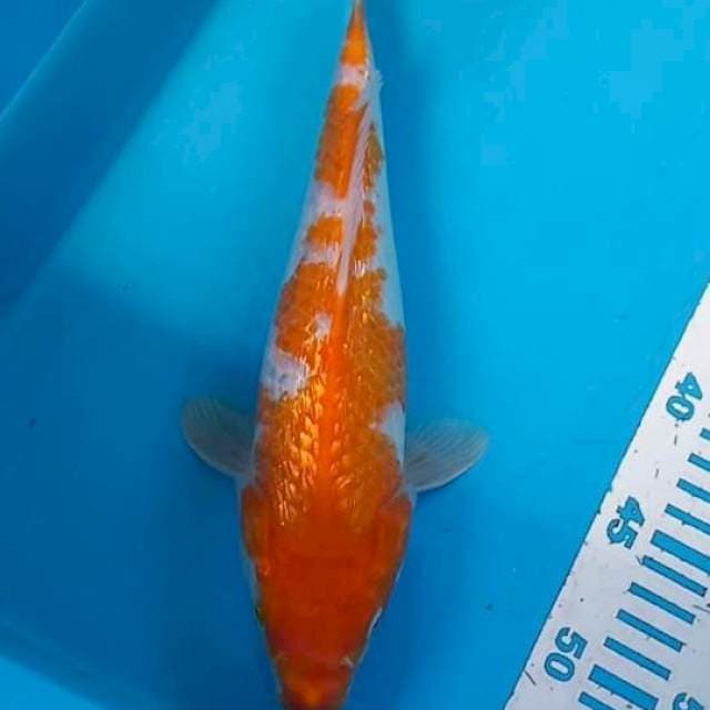 Kohaku gindrin 30cm