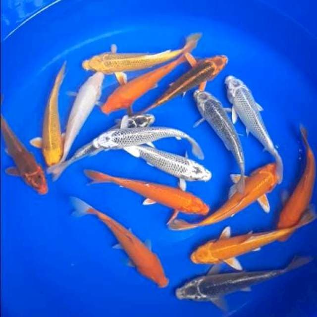 Mix polosan 17cm