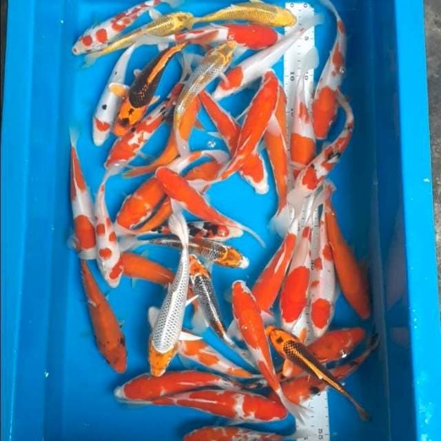 Mix 40 ekor