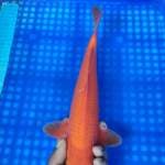 Benigoi 33cm