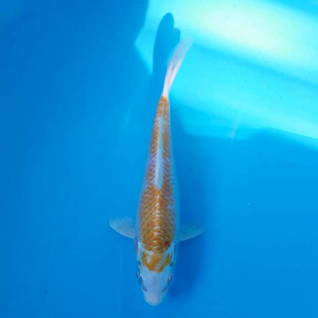 Hariwake 22cm
